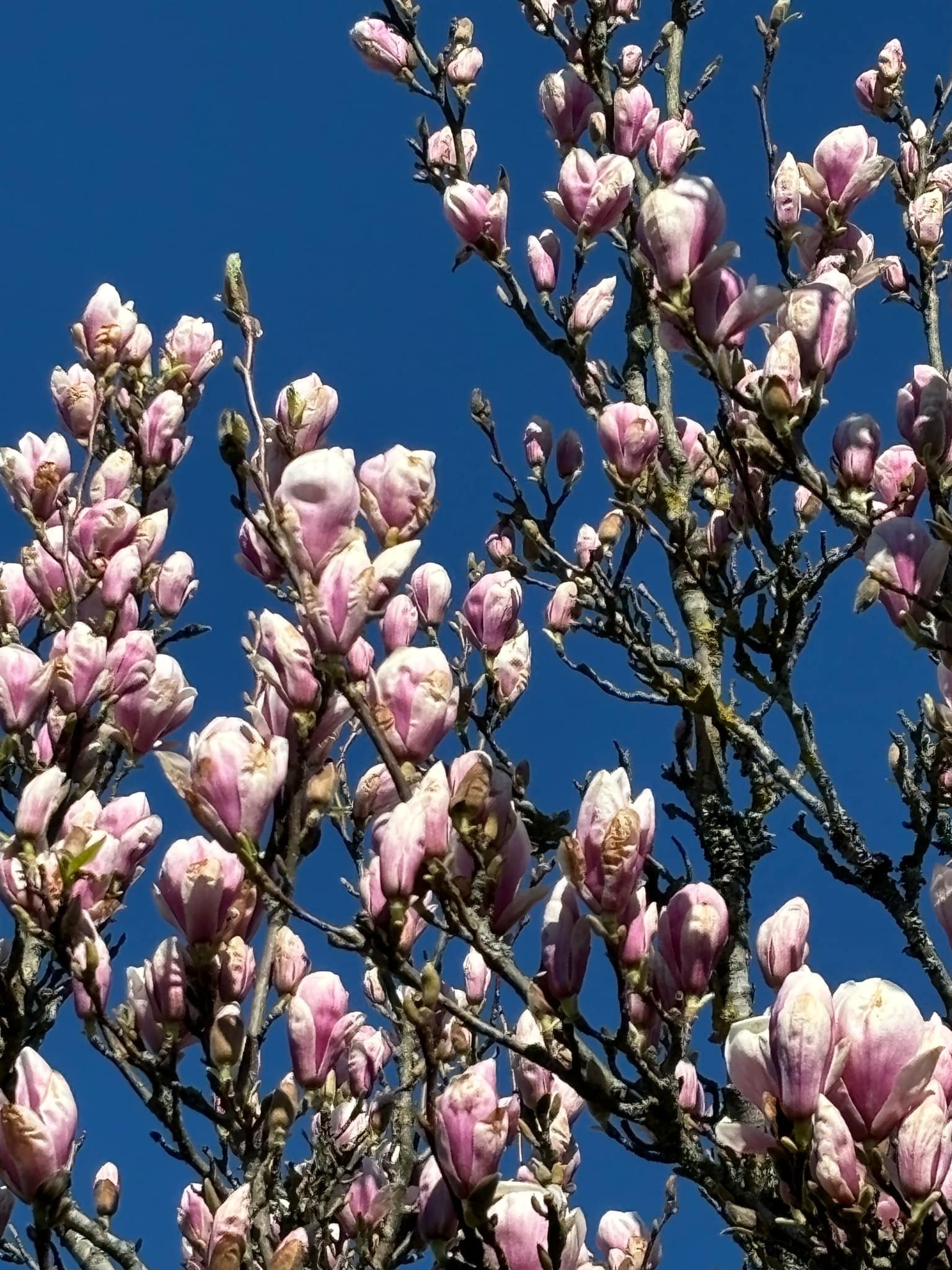 Stort Magnoliatre i hagen, gir magisk blomstring